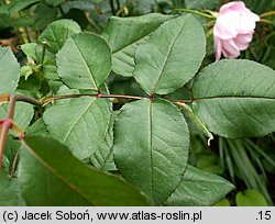 Rosa ×chinensis (róże herbatnie)