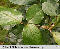 Rosa ×chinensis (róże herbatnie)