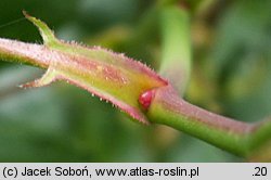 Rosa ×chinensis (róże herbatnie)