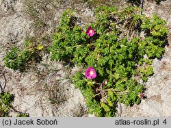 Rosa rugosa (róża pomarszczona)