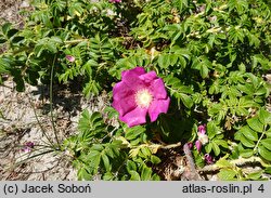 Rosa rugosa (róża pomarszczona)