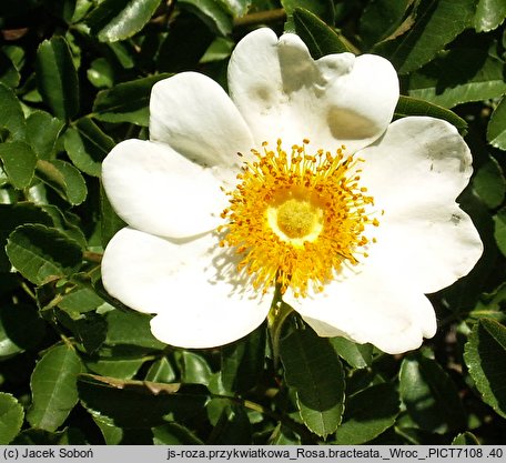 Rosa bracteata