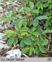 Rosa ×centifolia (róża stulistna)