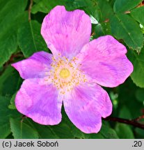 Rosa amblyotis (róża tępouszkowa)