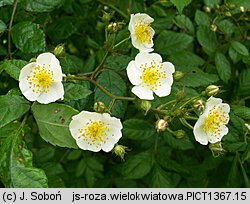 Rosa multiflora (róża wielokwiatowa)