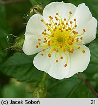 Rosa multiflora (róża wielokwiatowa)