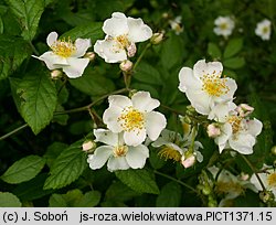 Rosa multiflora (róża wielokwiatowa)