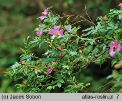 Rosa virginiana (róża wirgińska)