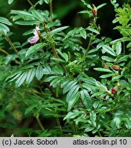 Rosa virginiana (róża wirgińska)