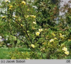 Rosa foetida Persiana