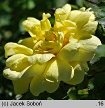 Rosa foetida Persiana