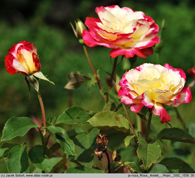 Rosa hort. Andeli