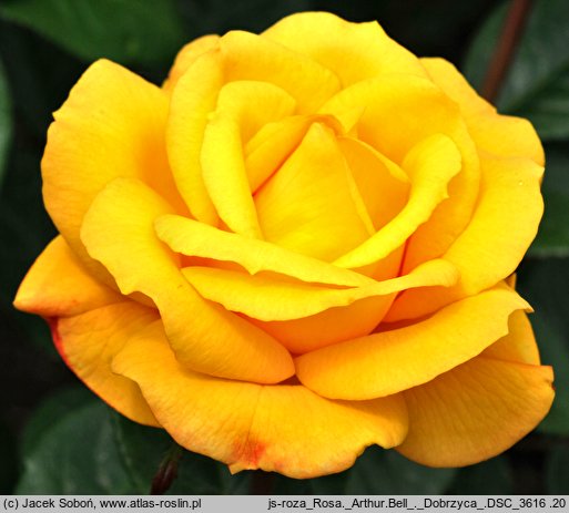 Rosa hort. Arthur Bell
