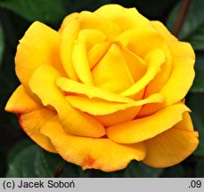 Rosa hort. Arthur Bell