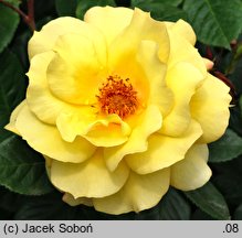 Rosa hort. Arthur Bell