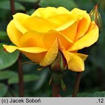 Rosa hort. Arthur Bell