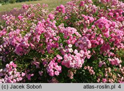 Rosa hort. Ashamed Fairy