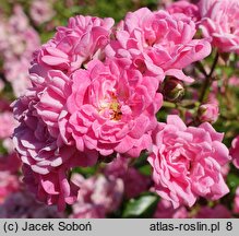 Rosa hort. Ashamed Fairy