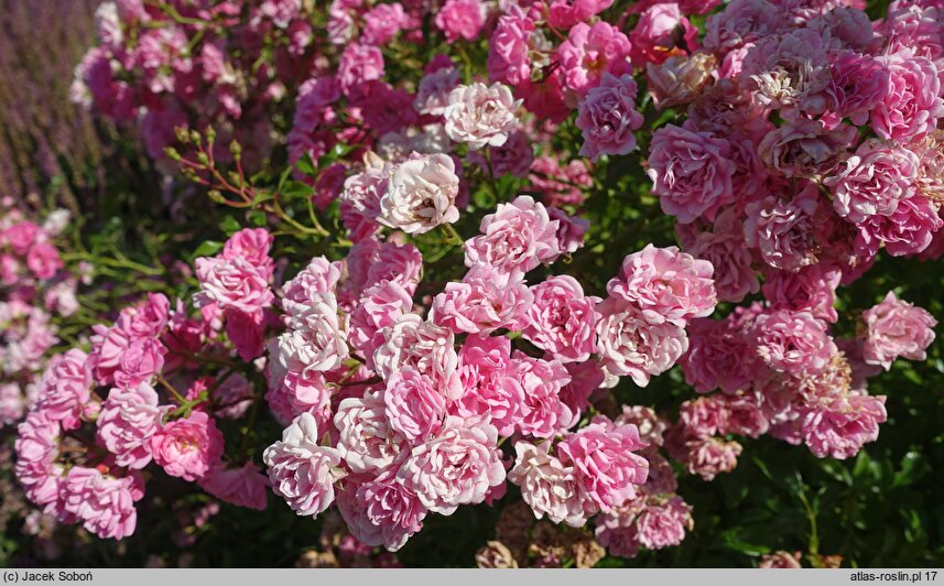 Rosa hort. Ashamed Fairy