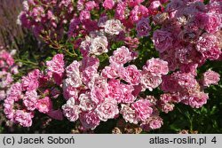 Rosa hort. Ashamed Fairy