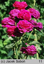 Rosa hort. Ausverse