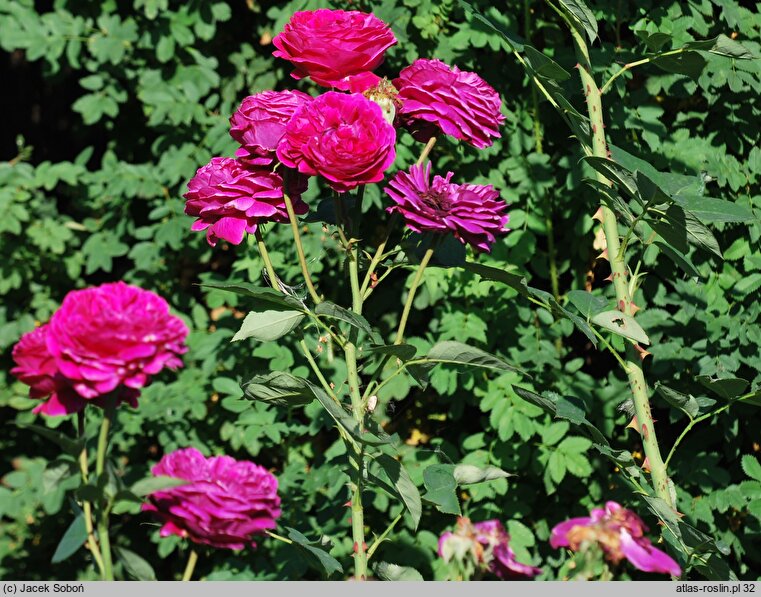 Rosa hort. Ausverse