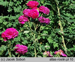 Rosa hort. Ausverse