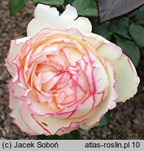 Rosa hort. Biedermeier