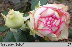 Rosa hort. Biedermeier