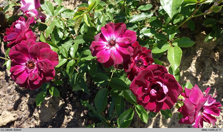 Rosa hort. Burgundy Iceberg