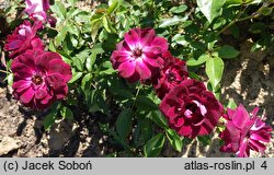 Rosa hort. Burgundy Iceberg