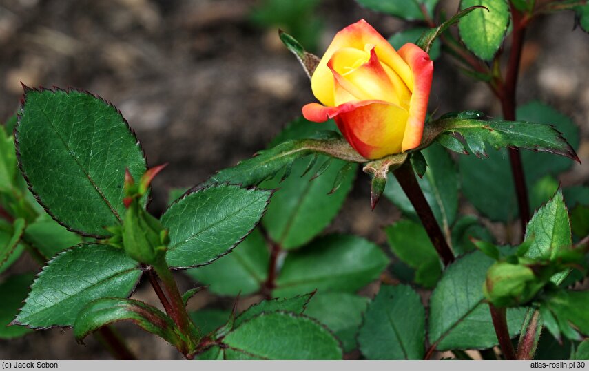 Rosa hort. Corso