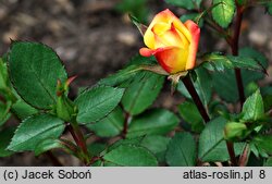 Rosa hort. Corso