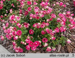Rosa hort. Czesław Miłosz