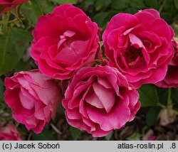 Rosa hort. Czesław Miłosz