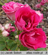 Rosa hort. Czesław Miłosz