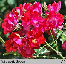 Rosa hort. Dortmund