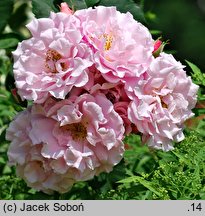 Rosa hort. Dresdner Frauenkirche