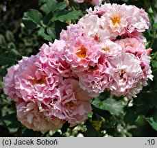Rosa hort. Dresdner Frauenkirche