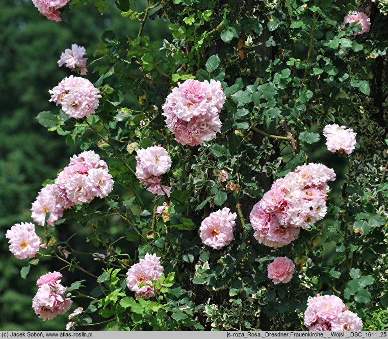 Rosa hort. Dresdner Frauenkirche