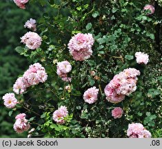 Rosa Dresdner Frauenkirche