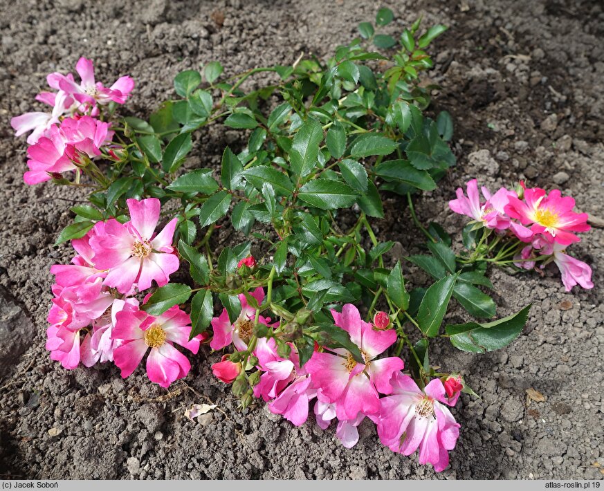 Rosa hort. Drift Pink