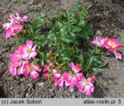 Rosa hort. Drift Pink