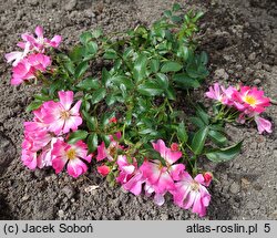 Rosa Drift Pink