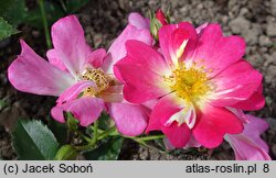 Rosa hort. Drift Pink