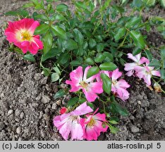 Rosa hort. Drift Pink