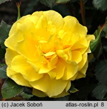 Rosa Fresia