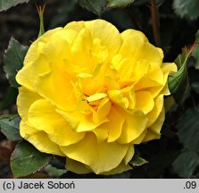 Rosa hort. Friesia