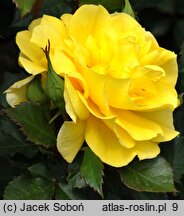 Rosa hort. Fresia