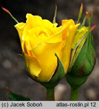 Rosa hort. Fresia